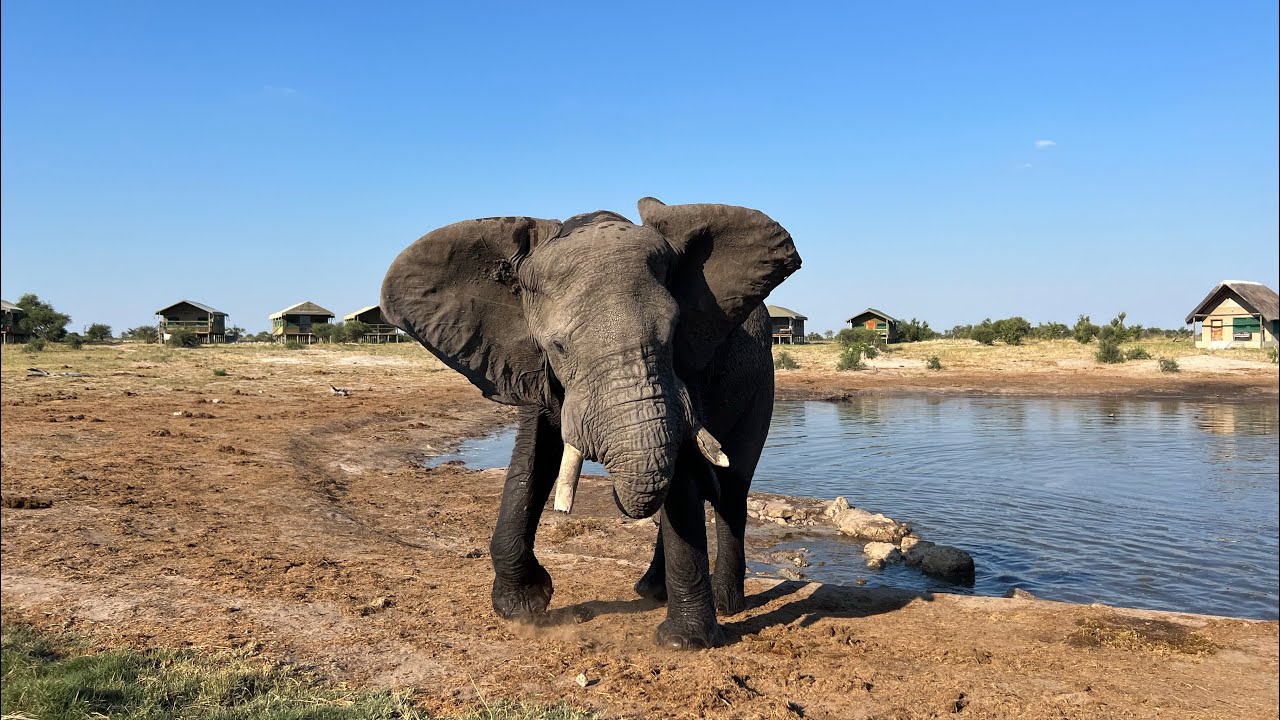 Elephant sands, Botswana