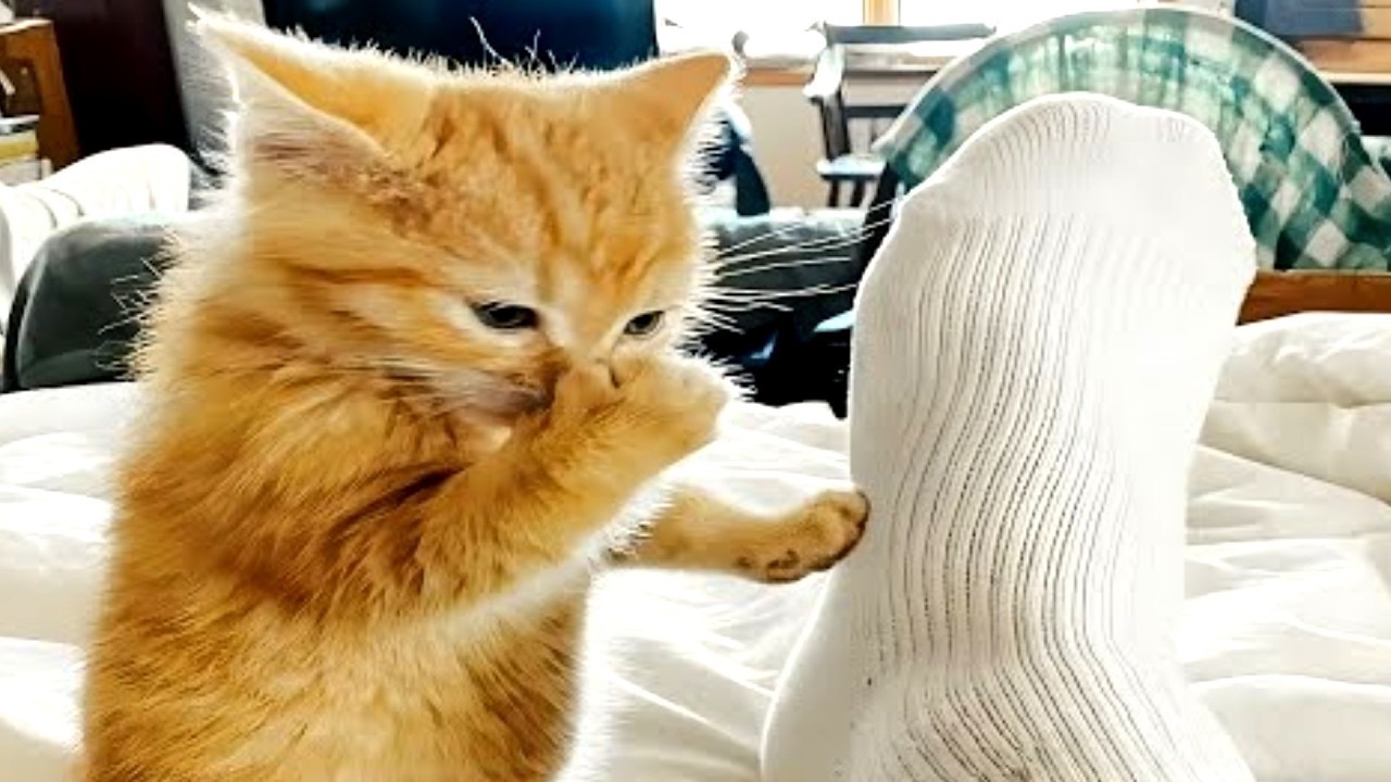 These CATS are too FUNNY! 🤣 | New Cat Videos 2026 Pop Cat Laugh