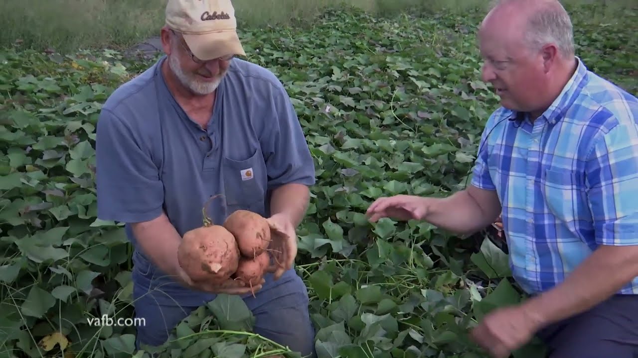 From the Ground Up - Growing Sweet Potatoes