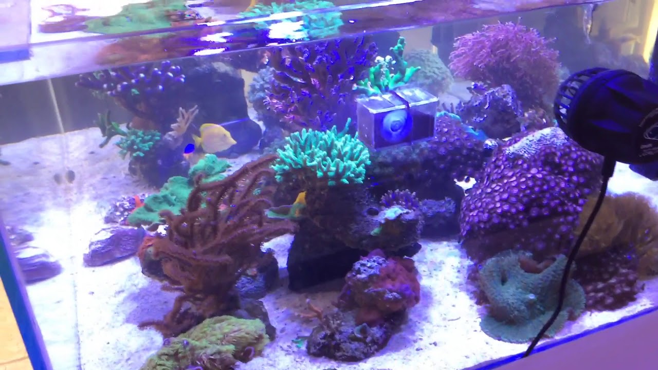 Acuario marino sin sump - menos es mas