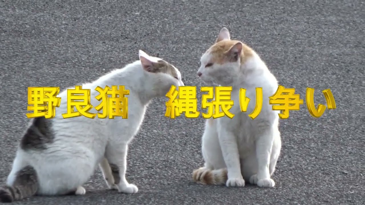 野良猫　縄張り争い【頂上決戦】激突！両者一歩も引かない！10回の激しいタックル！