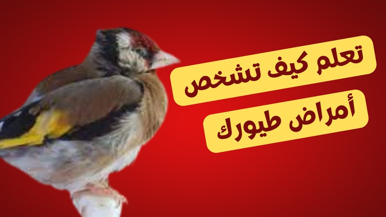 تعلم كيف تشخص أمراض طيورك مع بعض النصائح