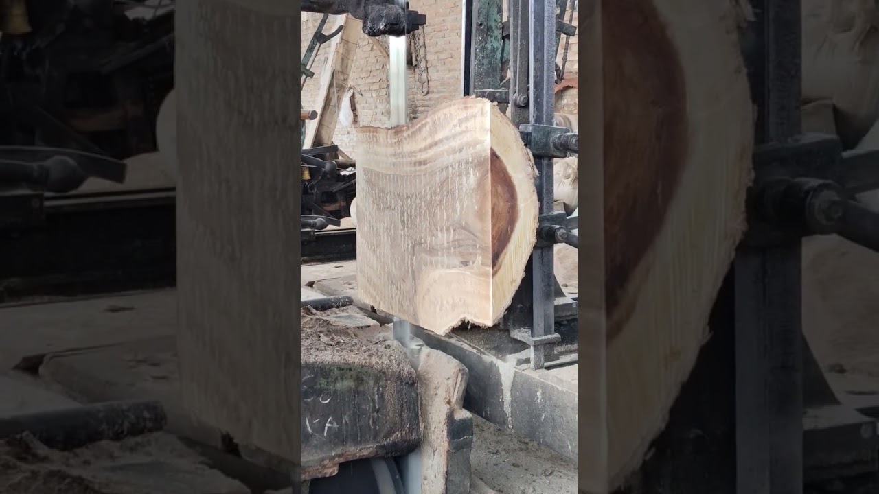 Skilled in sawing trembesi wood #amazing #trembesi #bandsaw