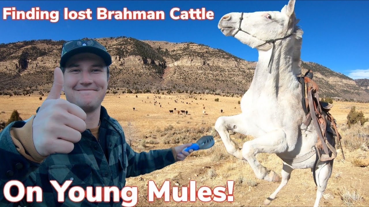 Rounding up lost Cattle on Mountain: Vlog #11