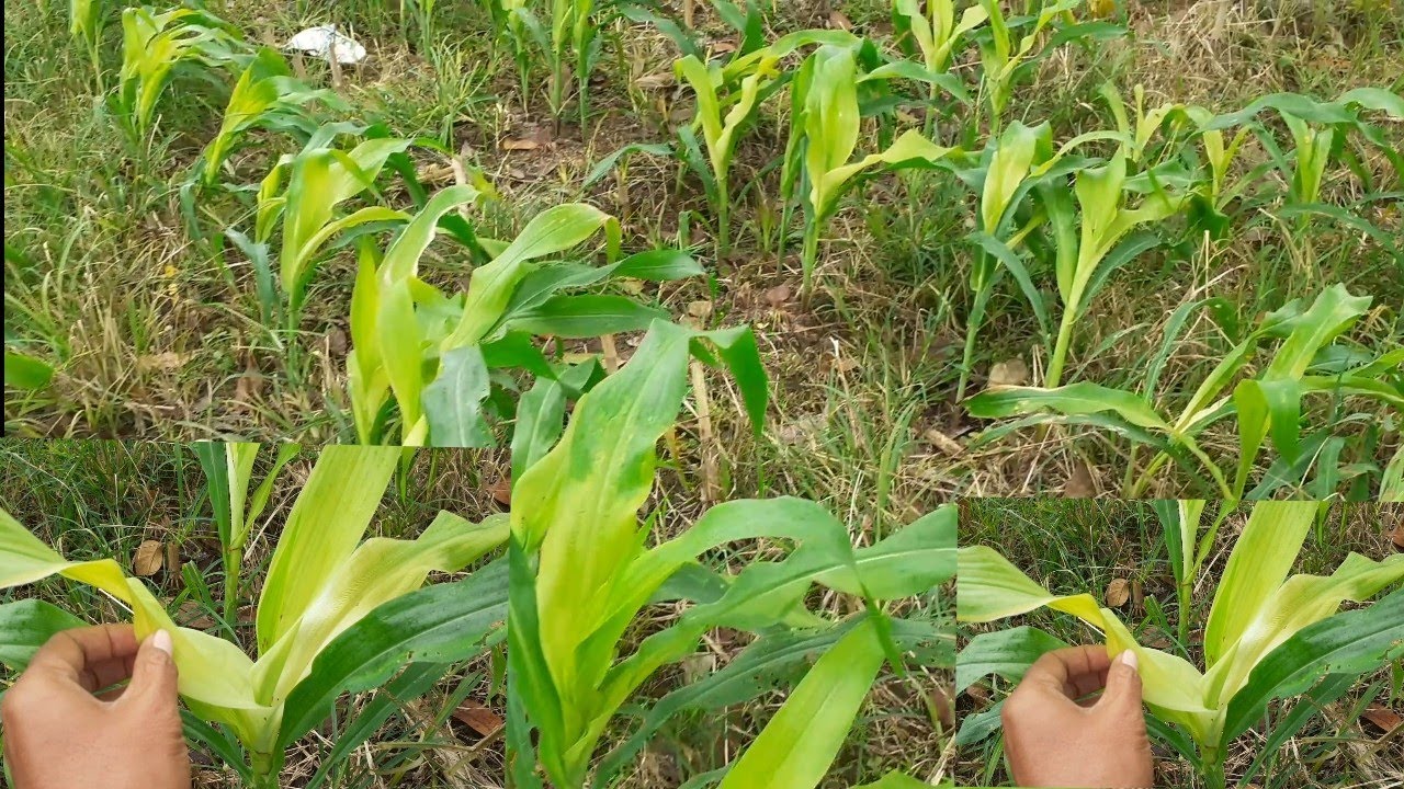 Bukan Terserang Bulai.! Tapi Daun Jagung Kuning, Ini Penyebabnya