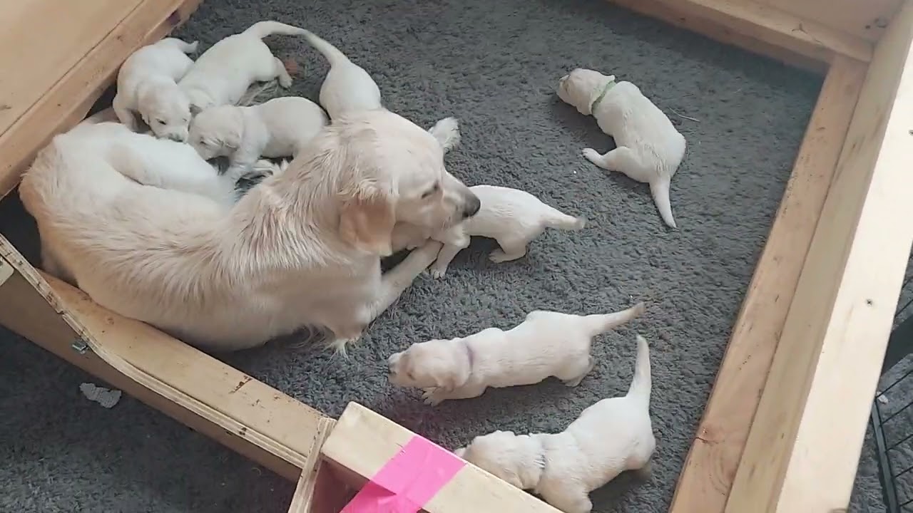 2023 litter