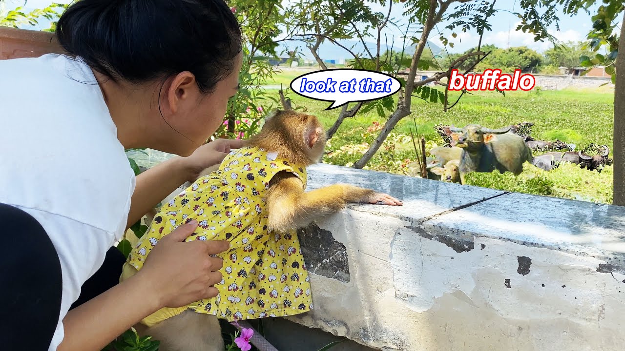 Monkey Lyly panicked and closed the door tightly when she discovered this in front of her house.