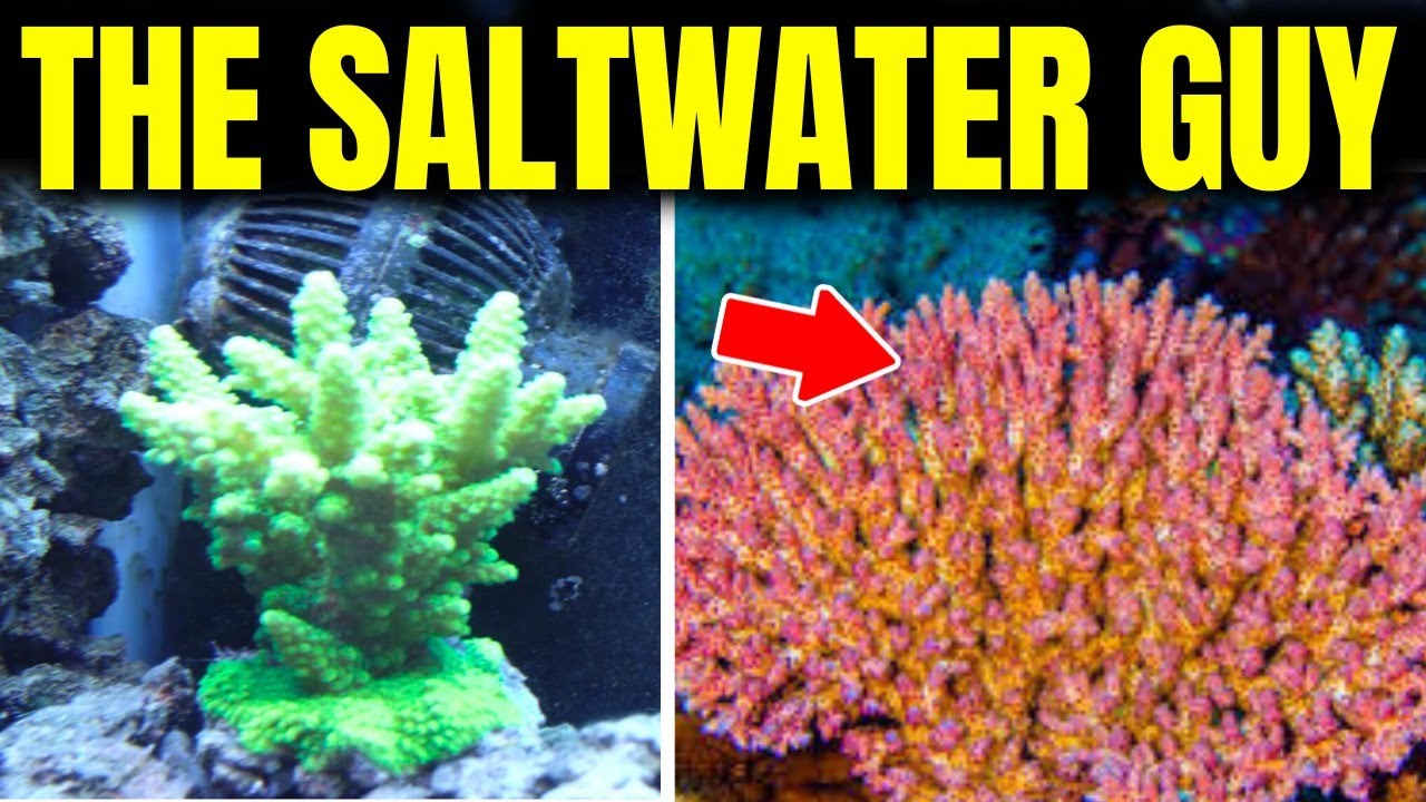 What Your Aquarium Says About You