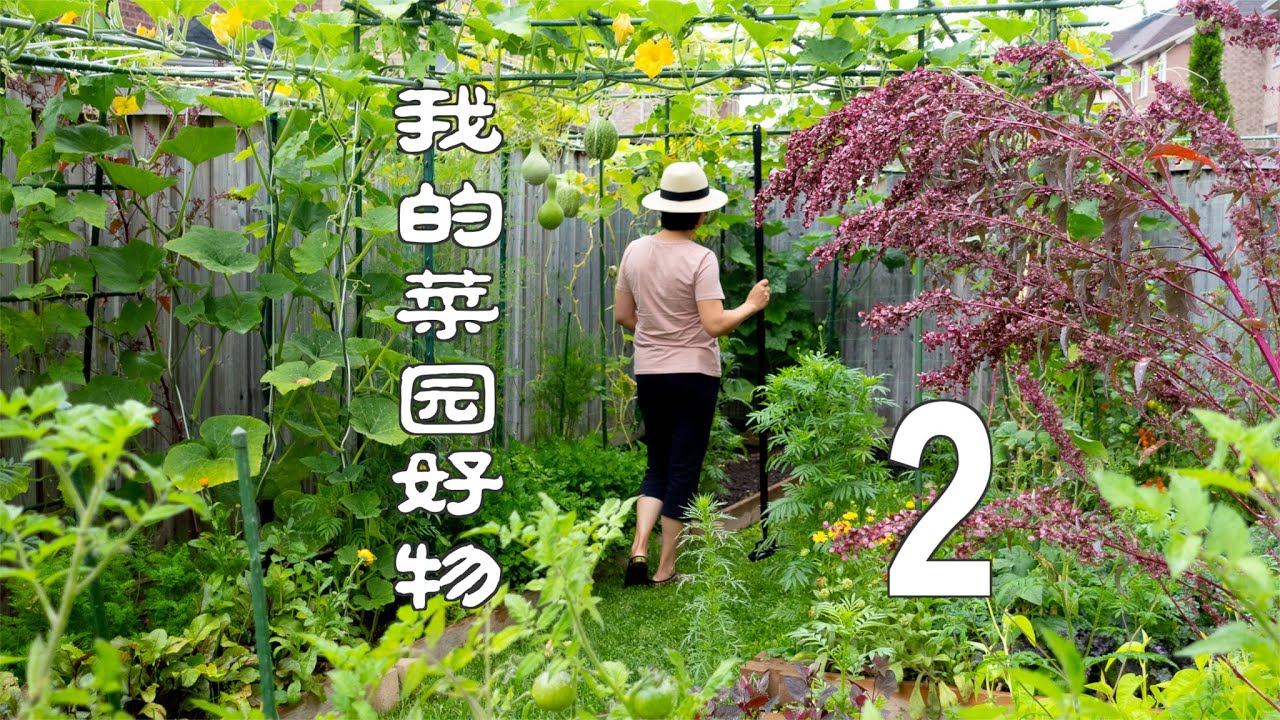 我的菜园好物 2（QUALITY PRODUCTS FROM MY VEGETABLE GARDEN）