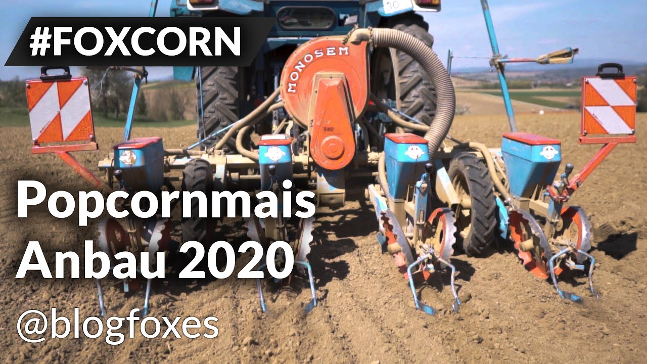 Popcornmais Anbau 2020 | FOXCORN | FORD | Monosem | Landwirtschaft Nieder&ouml;sterreich