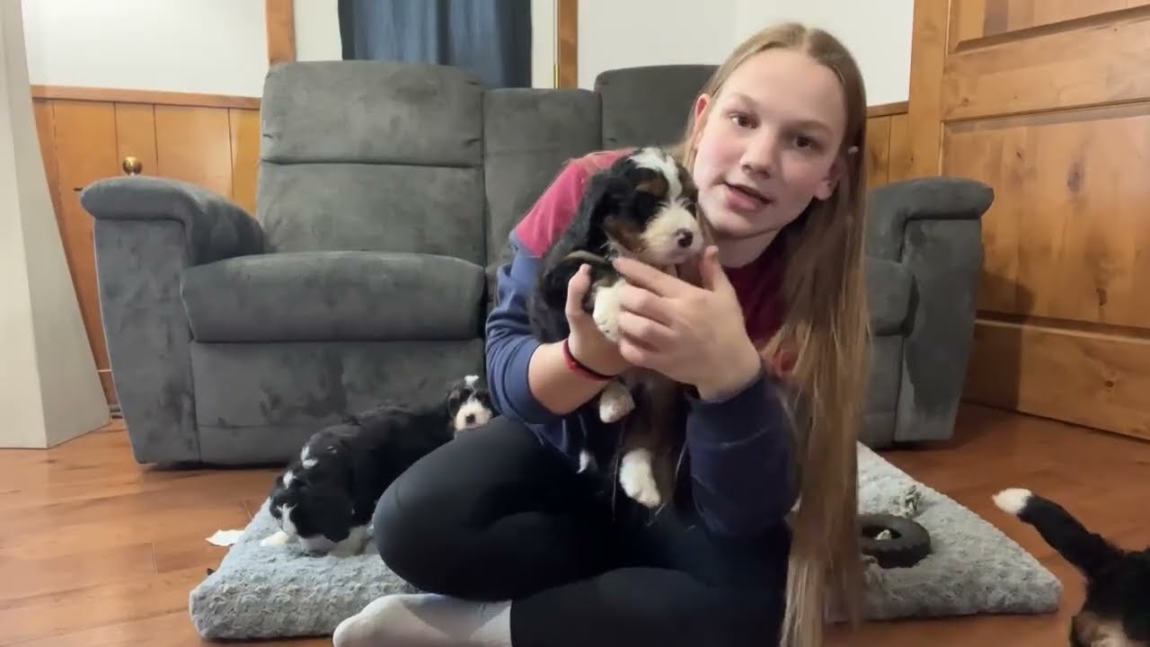 Bonnie's Litter Name Day! - F1 Mini Bernedoodles