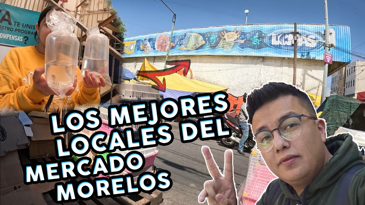 Estos son LOS MEJORES LOCALES del MERCADO DE PECES MORELOS - Compramos cositas | AcuariosLP