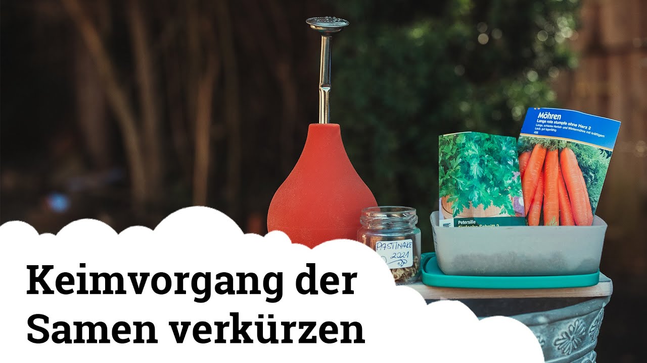 Genialer Trick um Keimvorgang von Samen zu beschleunigen 😍🌱