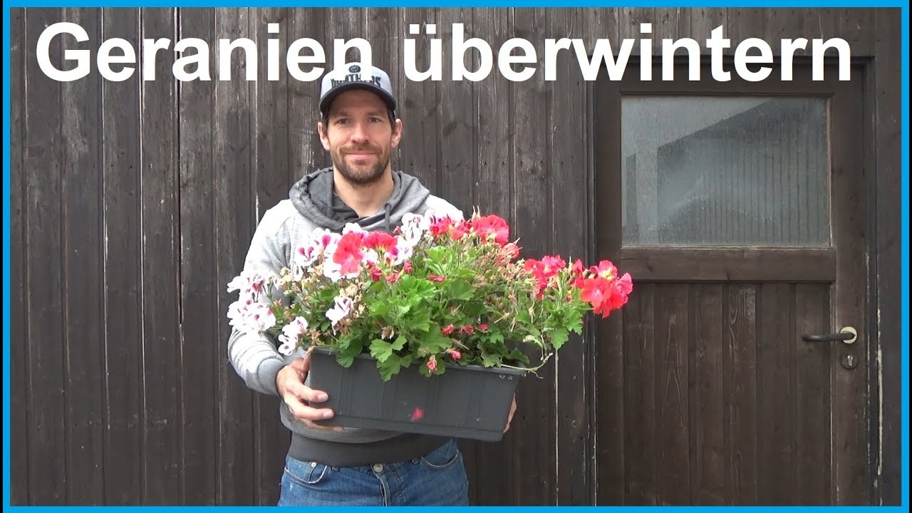 Geranien &uuml;berwintern Geranien Pelargonien &Uuml;berwinterung nicht winterhart frost Winter