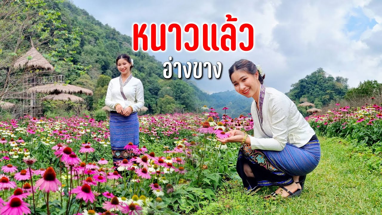 มื้ออิ่มกับรถพ่วงขายอาหารยามเช้าชมสวนดอกไม้สวยซื้อของรายทางต่อคาเฟ่ลับอ่างขาง #ตามทางลมหนาวพัดผ่าน16