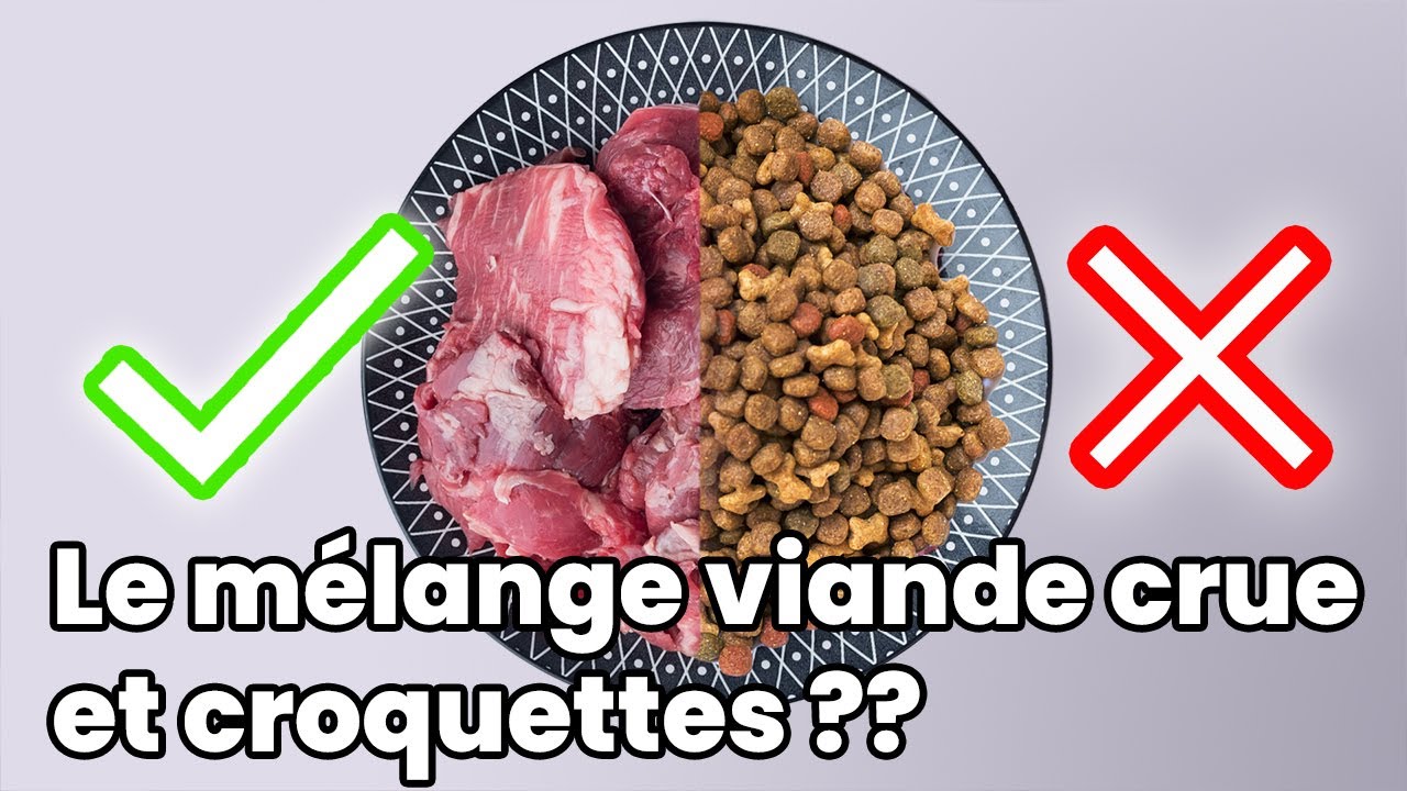 Débunkage : Peut-on mélanger les croquettes et la viande crue ? | Raw Feeding | BARF | Prey Model