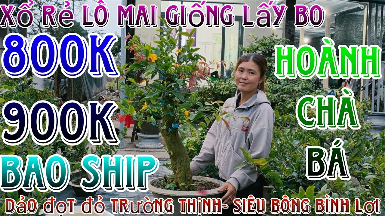 🌈16/03/2026☎️0344449496(LAN)🔥thanh lý dọn vườn lô mai giống siêu bông bình lợi,cam thiên lộc giá rẻ