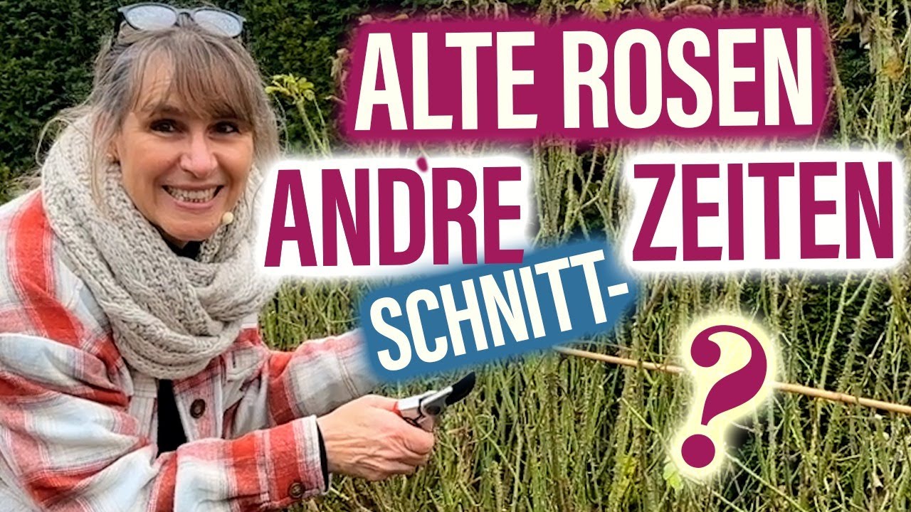 Historische ROSEN schneiden: Warum Du ALTE Rosen im Winter zurückschneidest