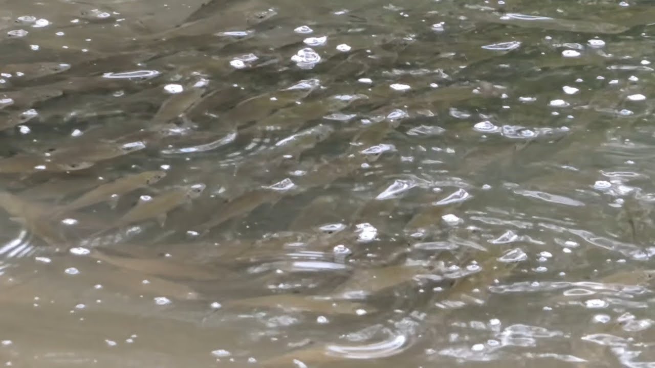 SAAT AIR SURUT IKAN DI SUNGAI INI KEMBALI MELIMPAH