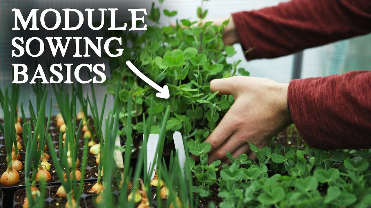 Beginner Guide to Module Sowing | Why Water BEFORE Sowing