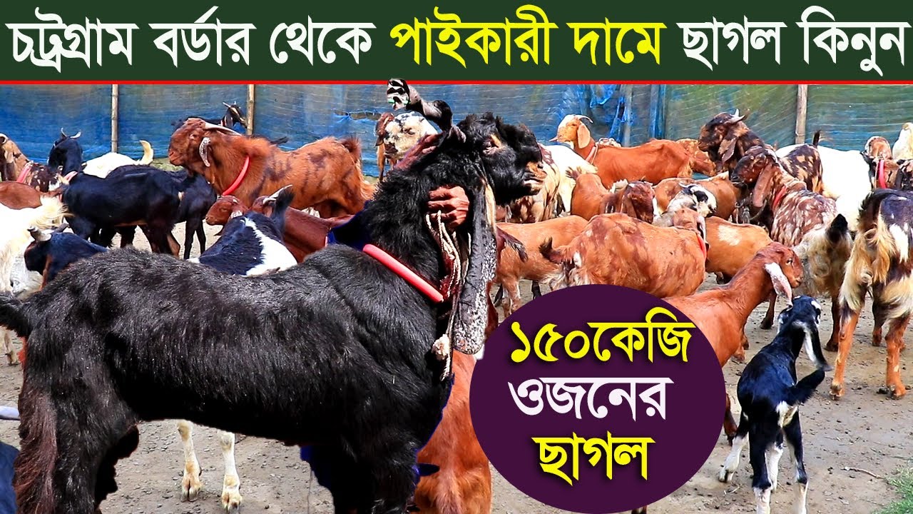 চট্রগ্রাম থেকে পাইকারী দামে ইন্ডিয়া থেকে আনা তোতাপুরী বিটল হরিয়ানা ছাগল কিনুন chittagong goat farm