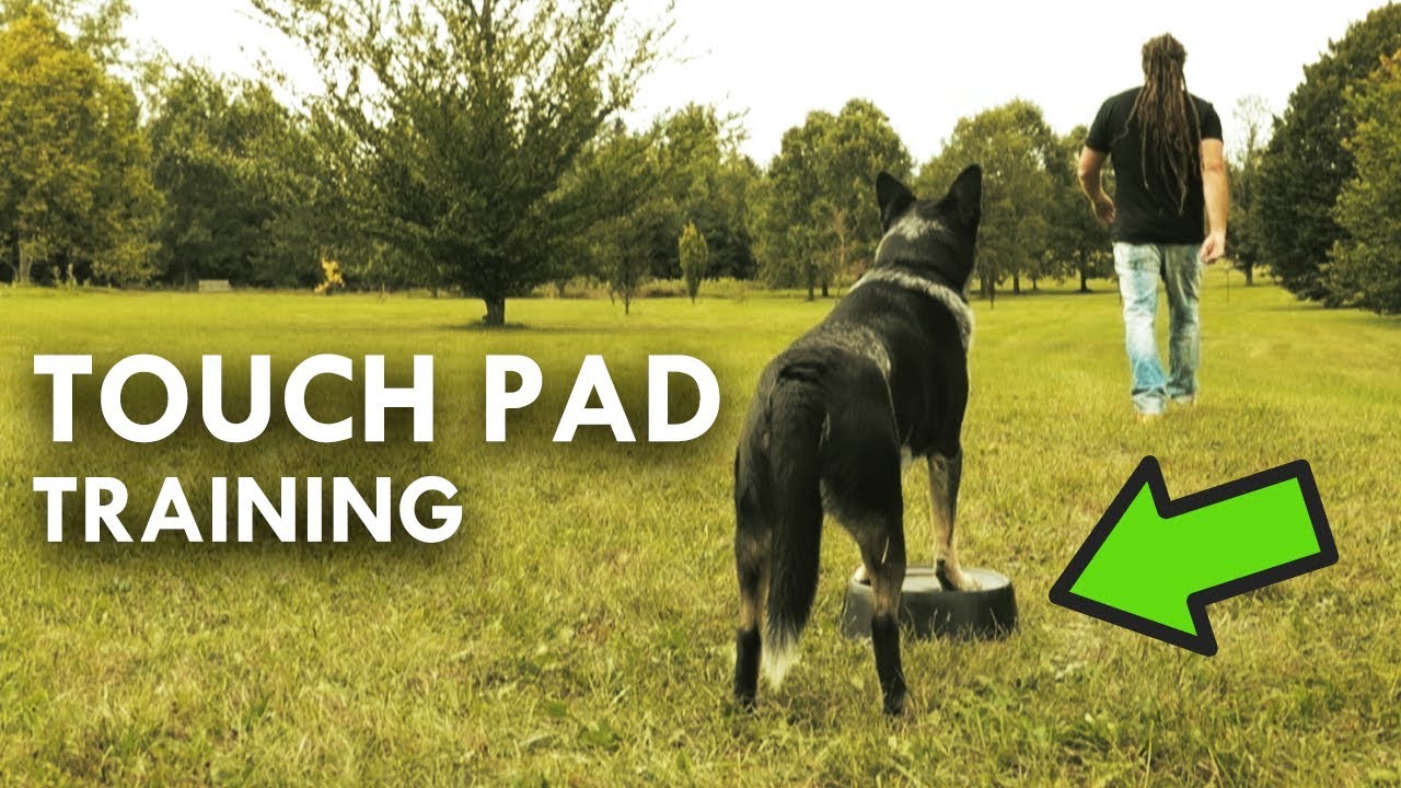 Touch Pad Training to Improve Focus and Agility