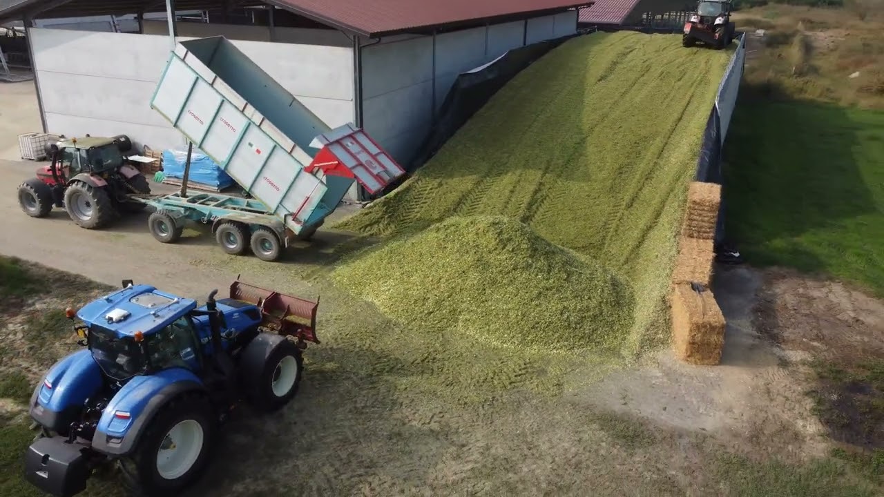 Corn Silage 2023 Az. Agr. Montersino Fratelli - Villafranca P.te 🌽 🐄  🚜