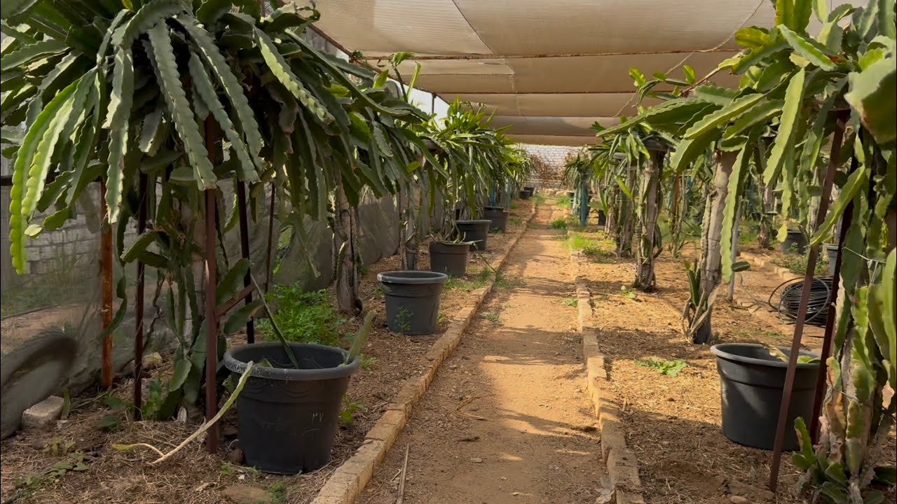 الحلقة ٢٥٩ الإستعداد لفصل الربيع والصيانه المطلوبه للدراجون How to prepare DF for spring time