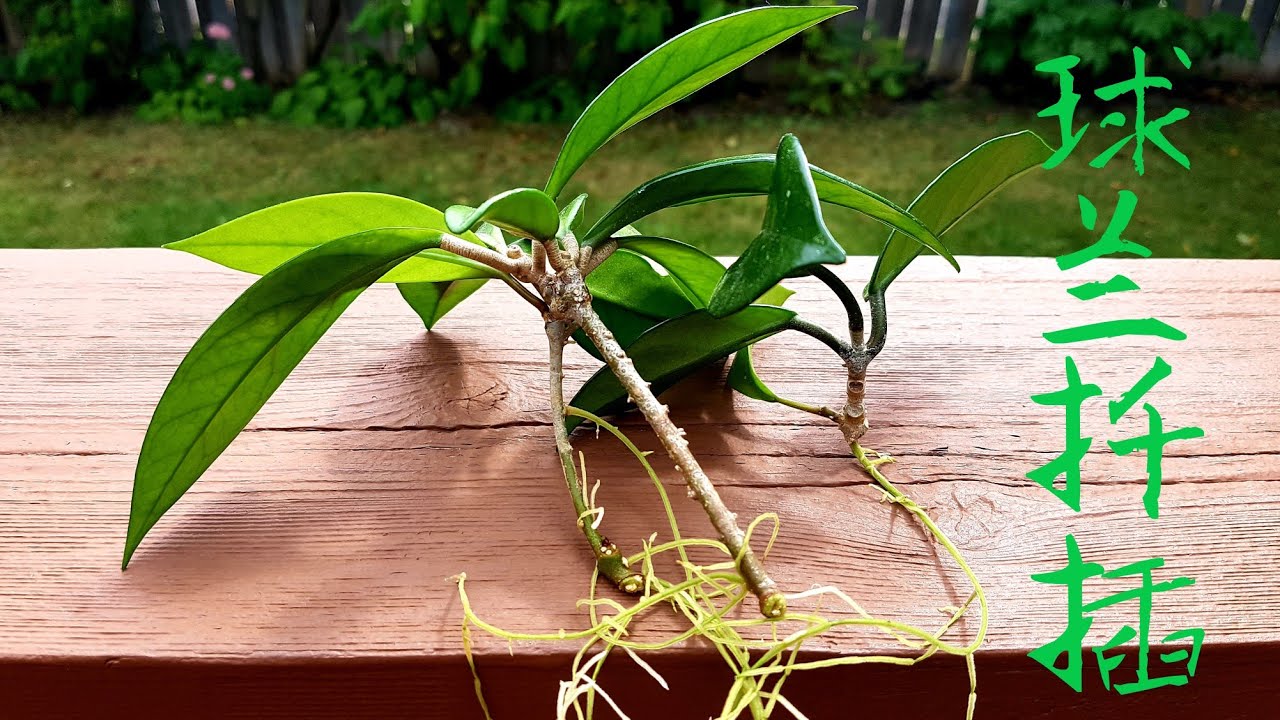 球兰扦插 Hoya plant