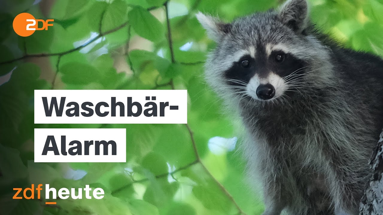 Waschb&auml;ren auf dem Vormarsch - warum uns invasive Arten gef&auml;hrlich werden k&ouml;nnen | L&auml;nderspiegel