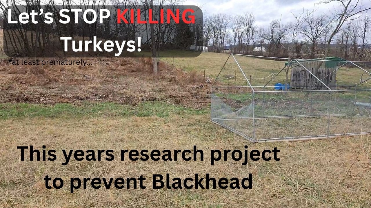 Managing Blackhead Risk in Pastured Turkeys (My 2026 Strategy)