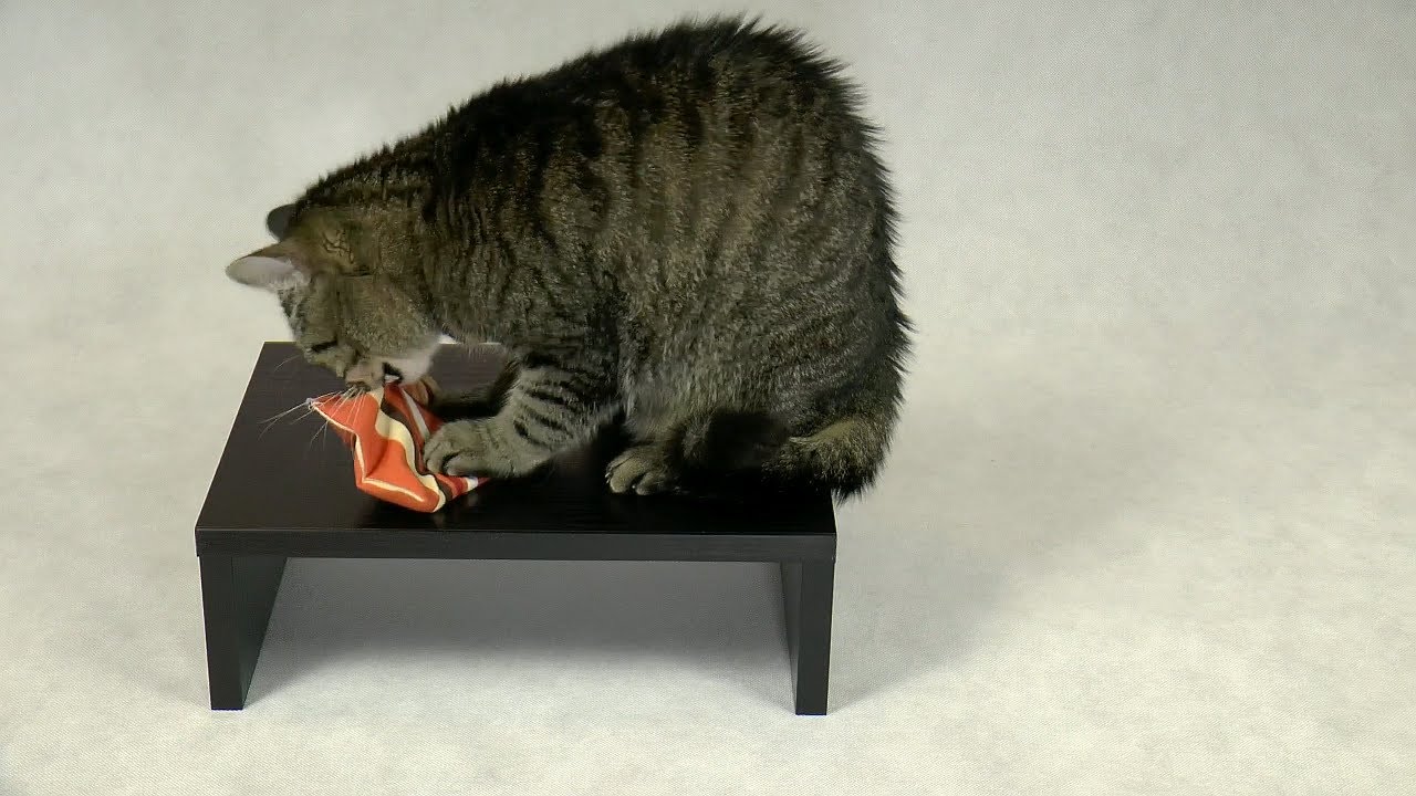 Cat Almighty: Catnip Pillow