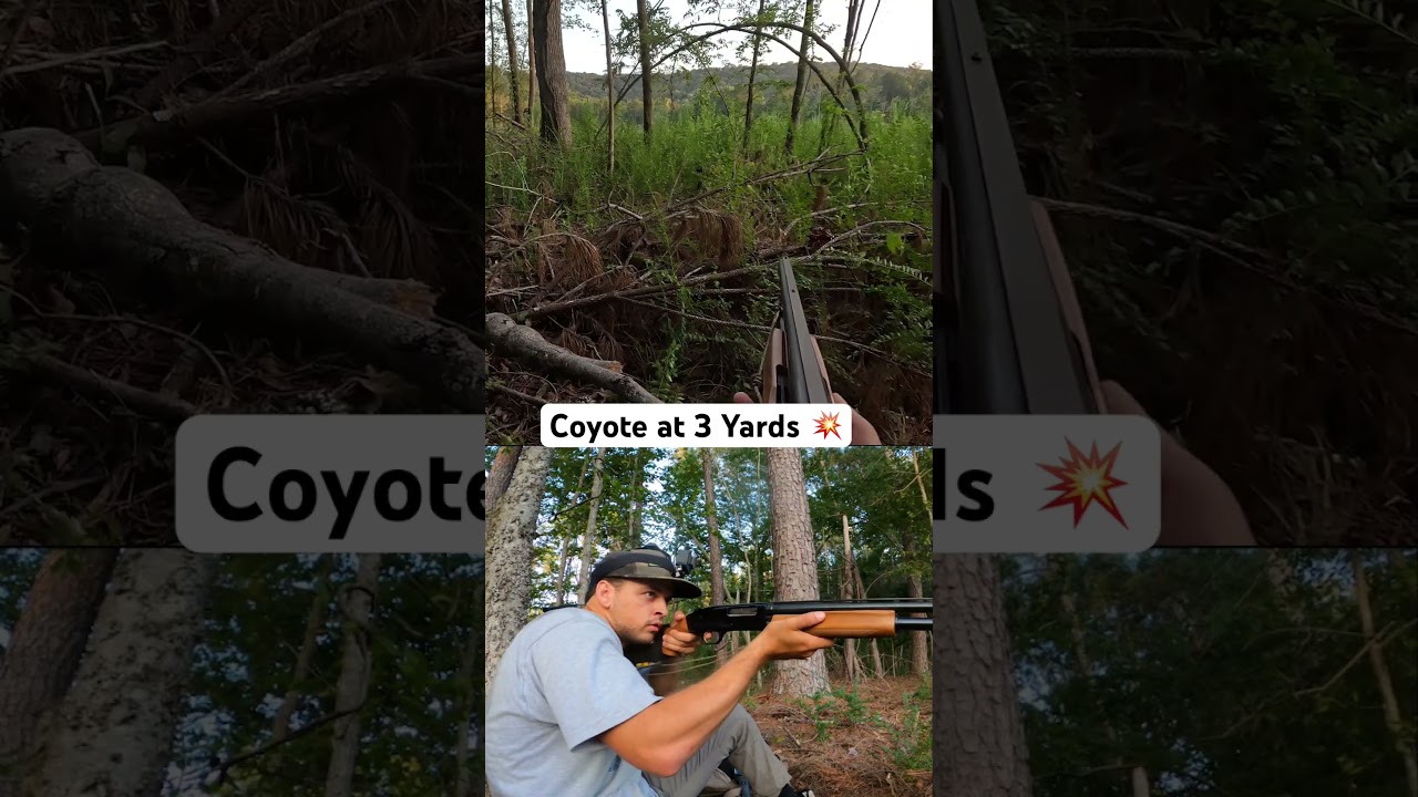 It don&rsquo;t get any closer than this! #coyotehunting #predatorcontrol #hunting