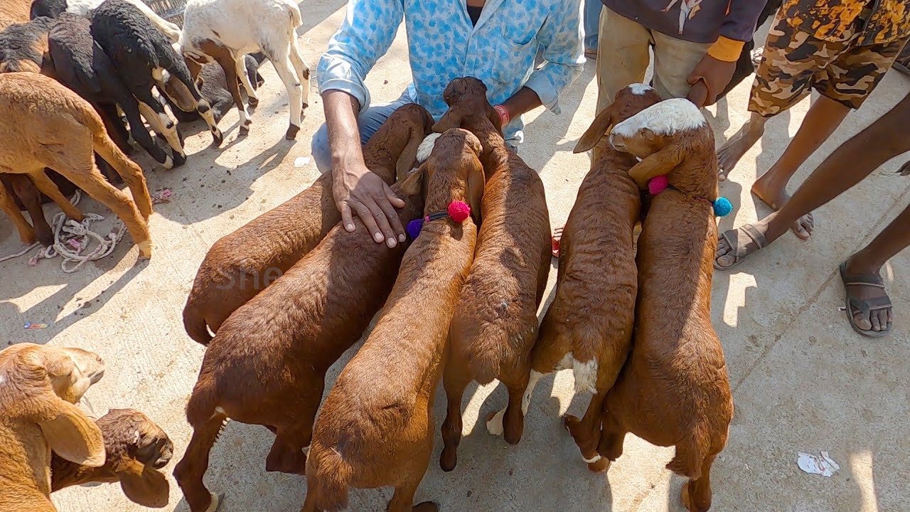 ಯಾದಗಿರಿ ಕುರಿ ಸಂತೆ ಭಾಗ 2 Yadagiri sheep market