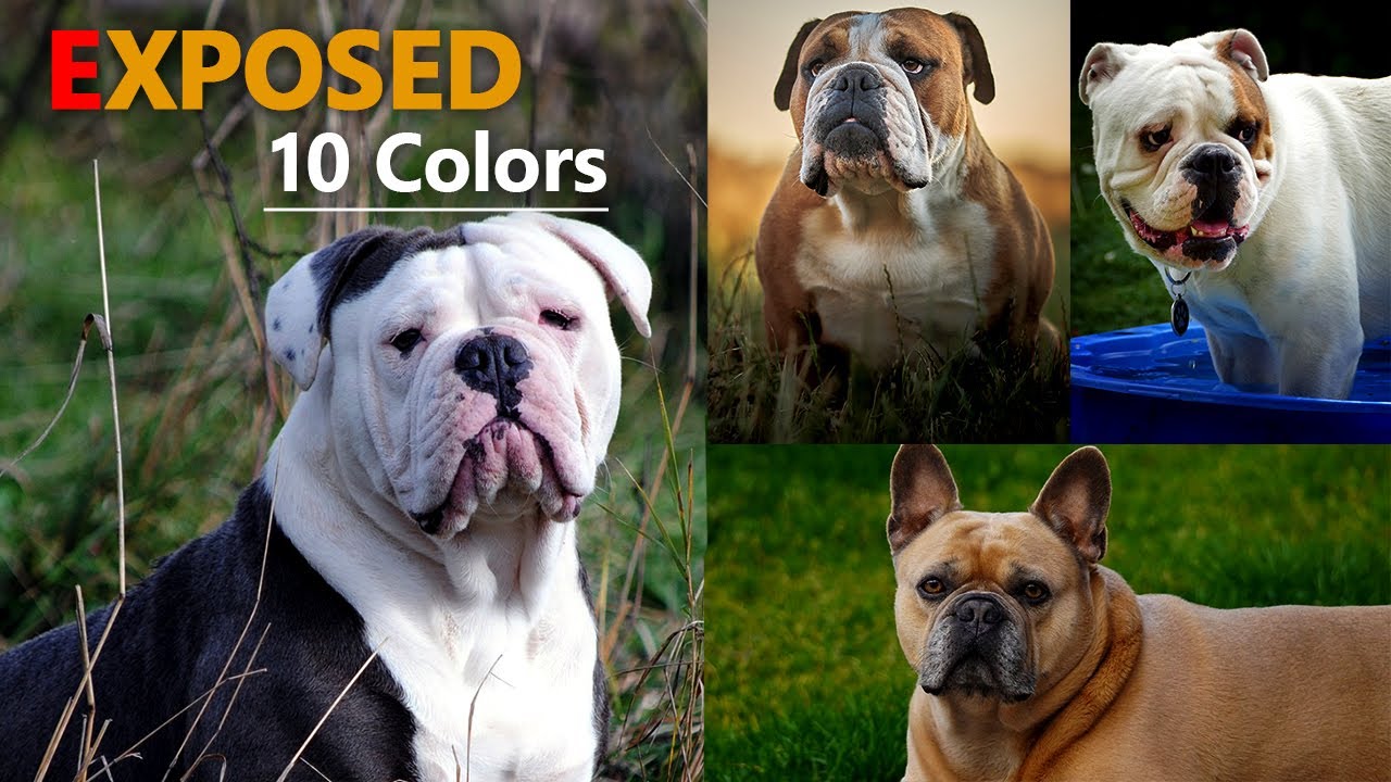 10 English Bulldog Colors & Their Roles