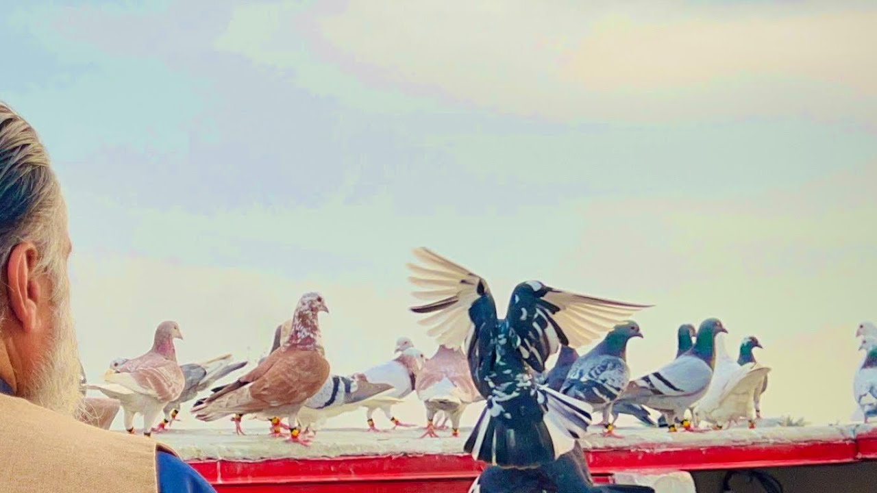 Goola Kabootarbazi Ka Shooq اج گولو کبوتر بازی لڑائیاں کا شوق 🕊️🕊️🕊️