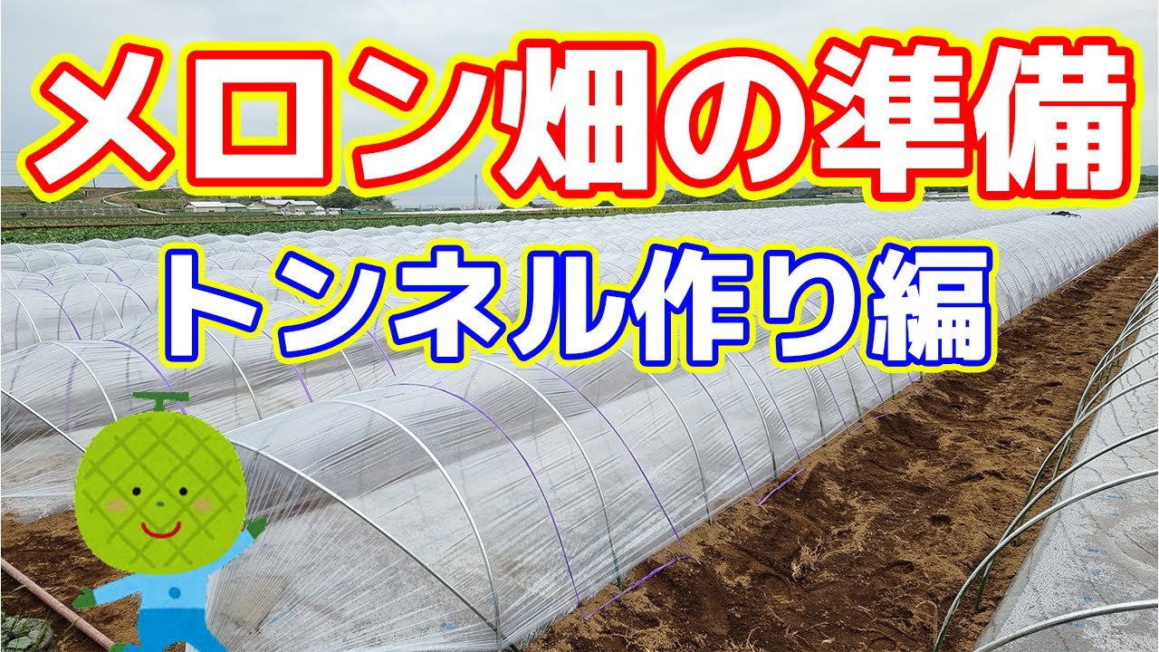 【風に強い】メロンのトンネル作り