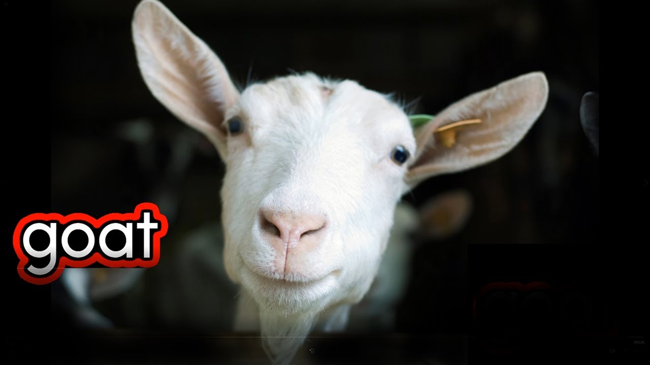 Goats  CVI friendly video for kids