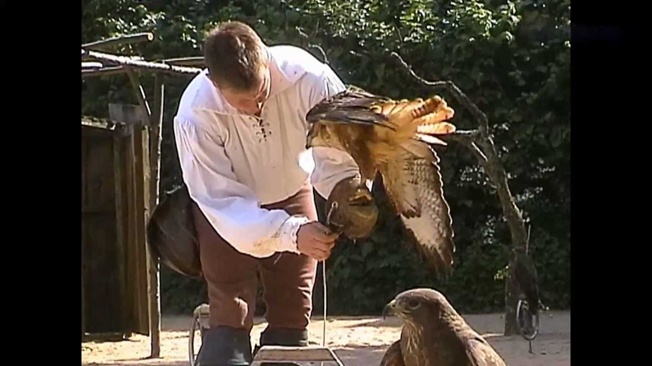 A la découverte des rapaces à la Fauconnerie du Puy-du-Fou