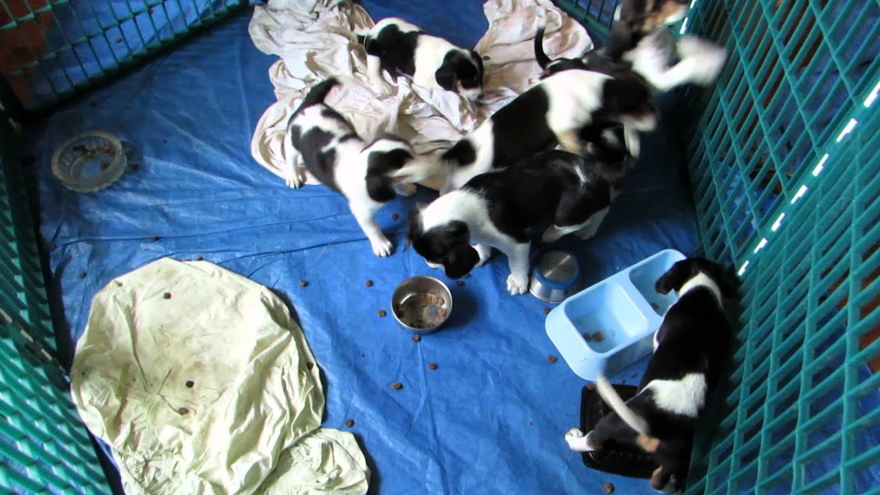 Puppy Palooza @Camp Rimkunas