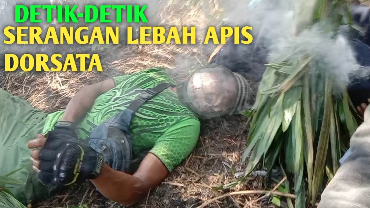 Detik-detik lebah ngamuk saat madunya terjatuh