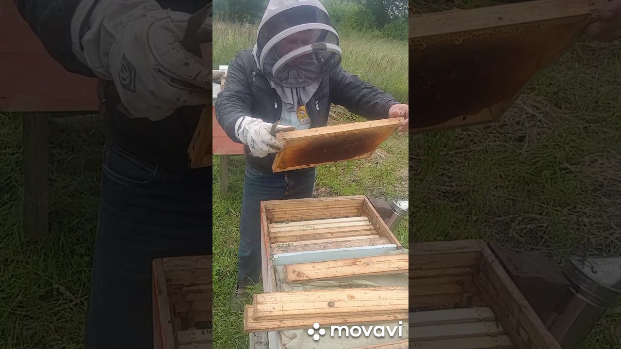 Як об'єднати дві сім'ї у вулику лежаку.