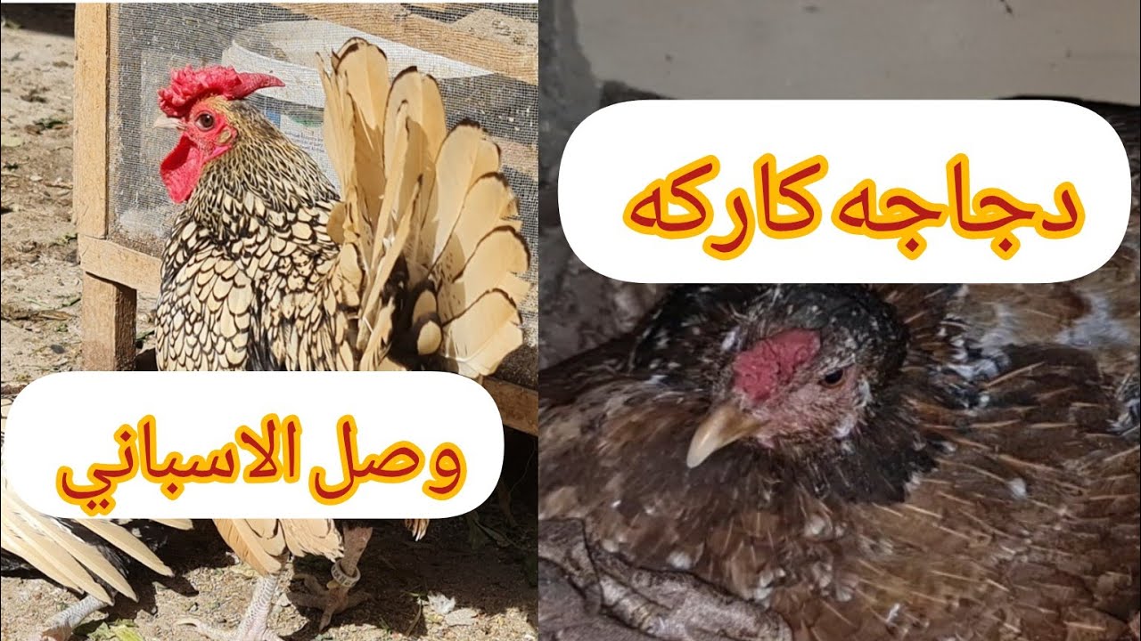 الحمدلله والشكر وصل الدجاج الاسباني وجبت دجاجه كاركه