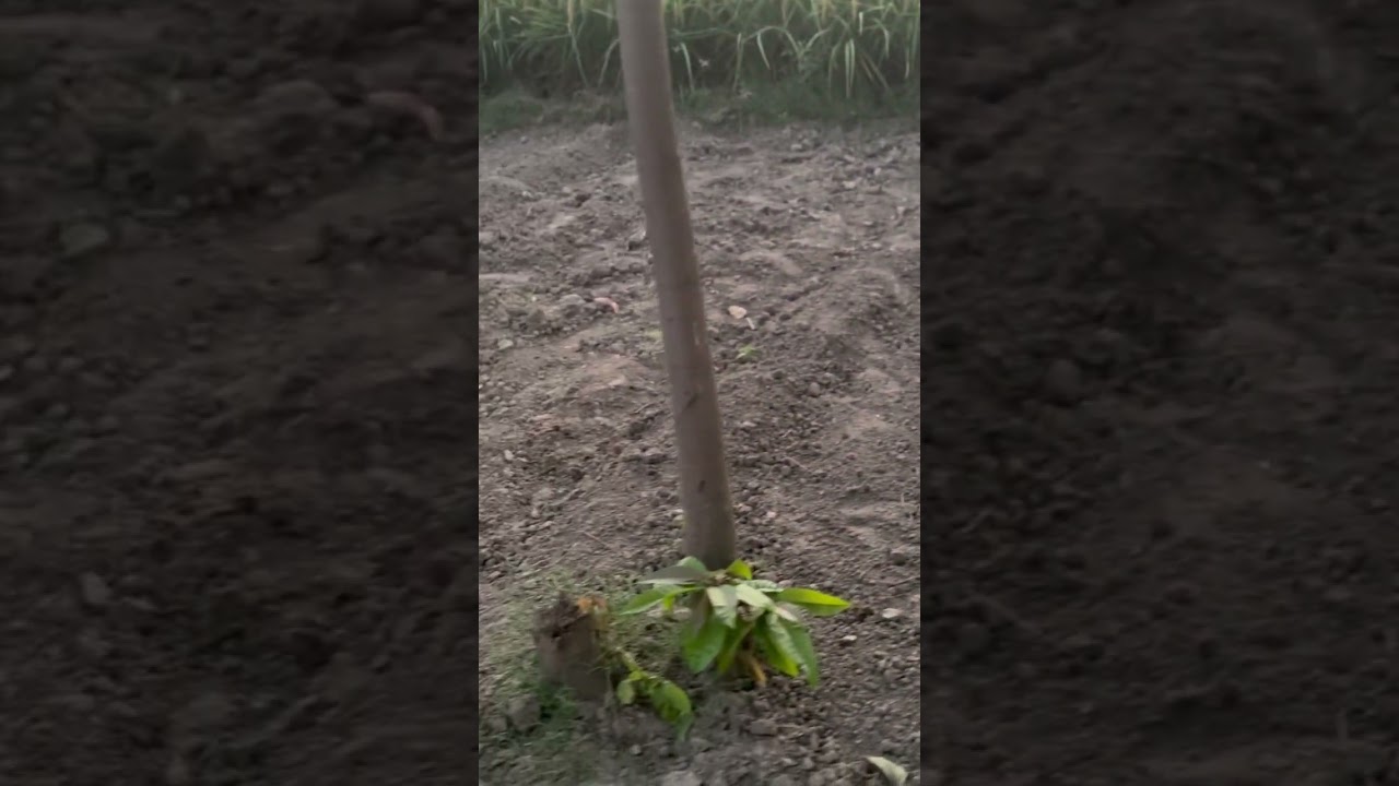 How to grow organic vegetables #farming #organicproduce #nature #organicvegetables #garden