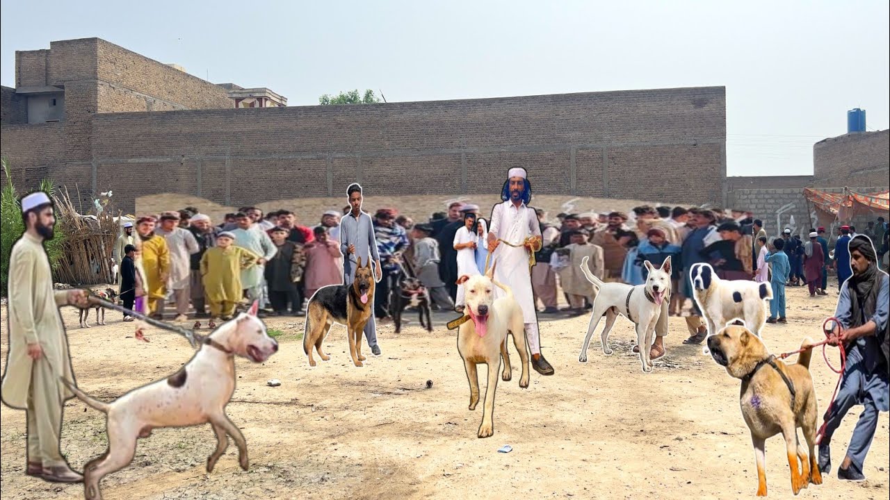 Kohat Biggest Dog Mandi - Kohati Gultair Vs Bully kutta - Top Class Dogs Market