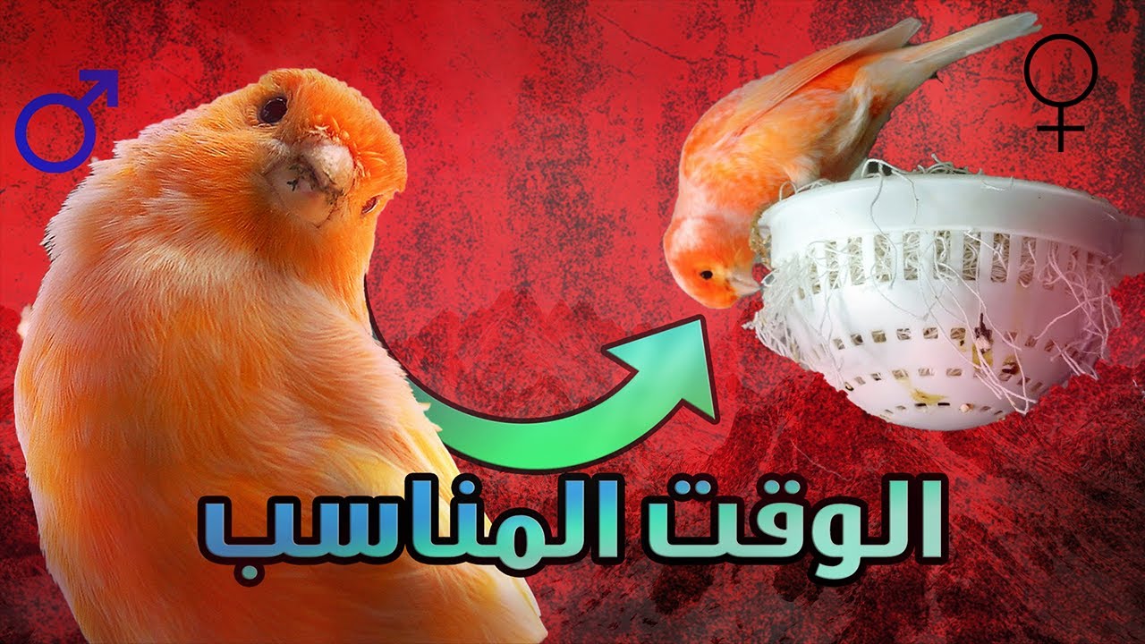 التوقيت المثالي لإدخال الذكر على الأنثى وبداية الإنتاج منهم