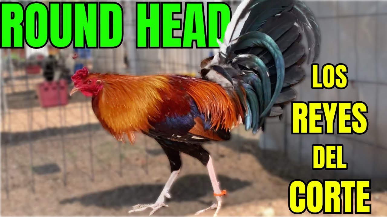 LOS ROUND HEAD... LOS REYES DEL CORTE