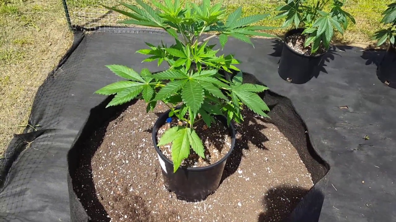S:2 Ep:9 Organic Cannabis Outdoor Grow 2017