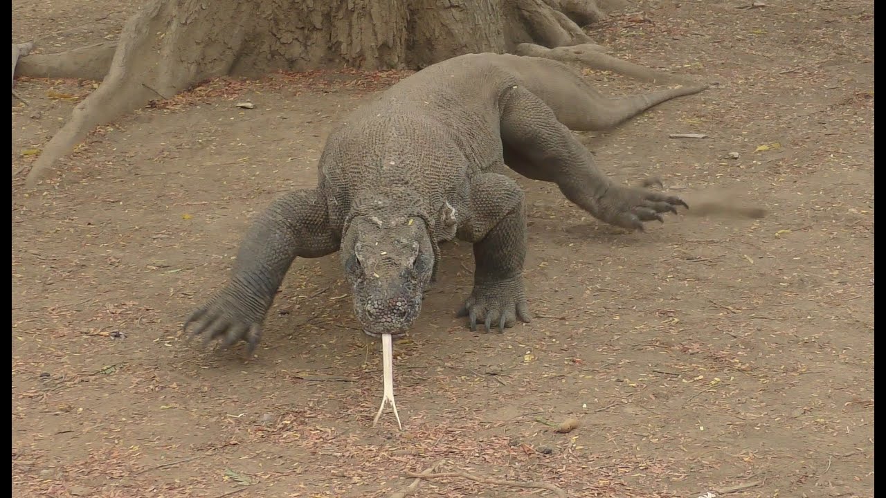 Komodo Dragons, Indonesia, Sep 2024