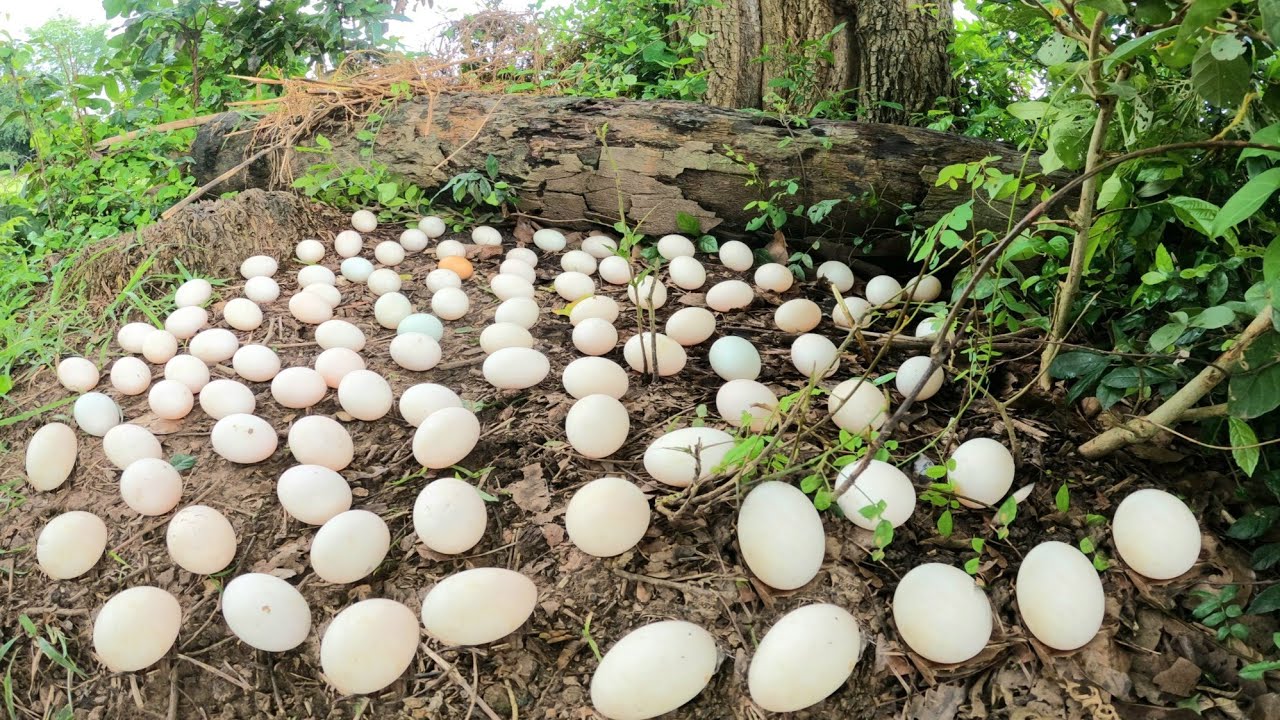 OMG ! Pick up lots of duck eggs in the grass near the tree trunk.